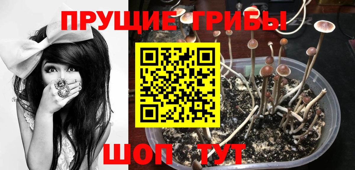 купить наркотик  Псилоцибиновые грибы ЛСД  Вход с VPN  Отрадный 